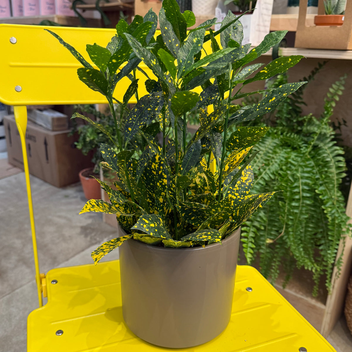 Indoor Plant36 (6")
