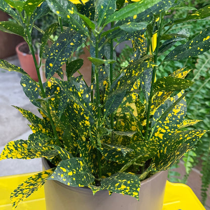 Indoor Plant36 (6")